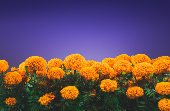 todos los santos 2021