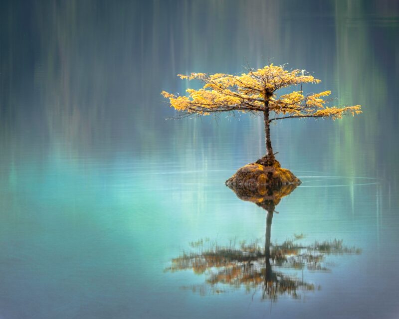 árbol de la vida significado